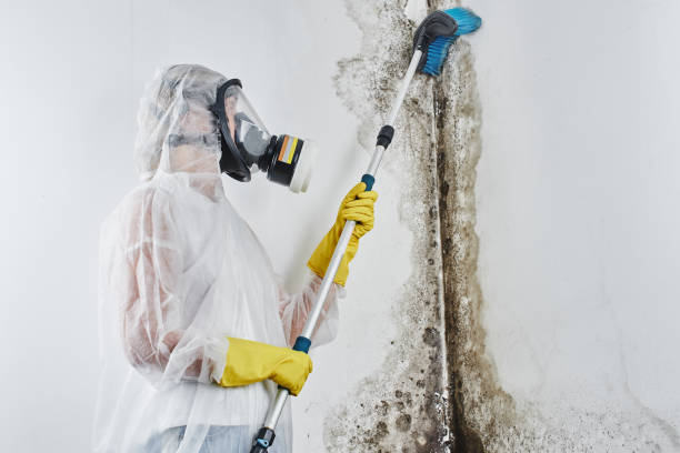 Best Mold Damage Repair  in Lewisville, NC