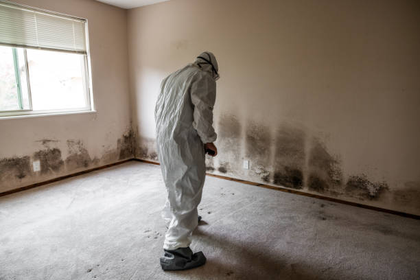 Reliable Lewisville, NC Mold Removal Solutions