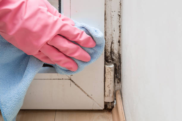 Best Professional Mold Removal  in Lewisville, NC